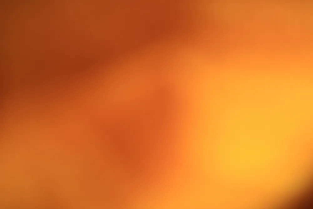 عکس رنگ گل ماش